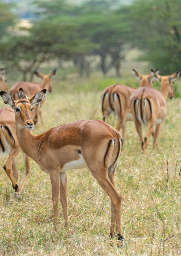 A herd of impalas in a grassy field, with one standing in the foreground looking toward the camera.